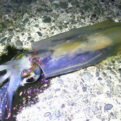 連日コウイカ好調！ヤリイカ？も釣れました